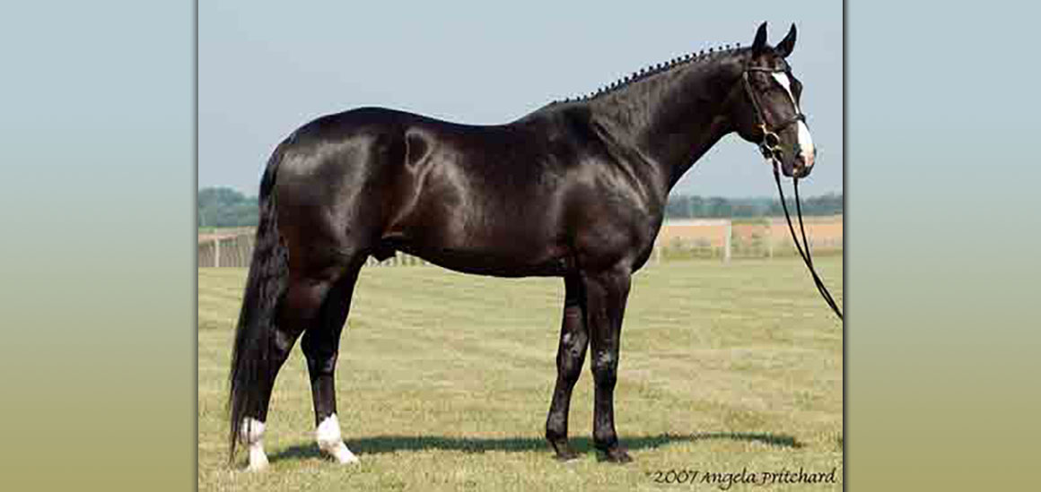 Warmblood Stallions Of North America